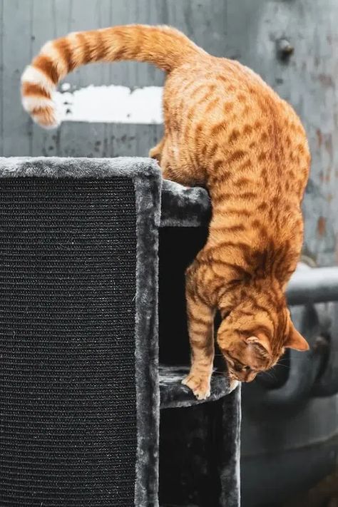 Cat Climbing Wall, Cat Tree Scratching Post, Funny Cat Photos, Thick Base, Cat Reference, Climbing Wall, Cat Climbing, Cat Scratching Post, Cat Photography