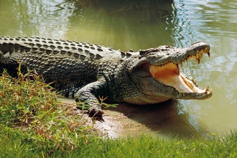 Known for its powerful bite. Job 40:1-10. Crocodile Facts, Estuarine Crocodile, Crocodile Species, Alligator Hunting, Mini Husky, Swamp Theme, Wildlife Of India, Reading Chart, Saltwater Crocodile