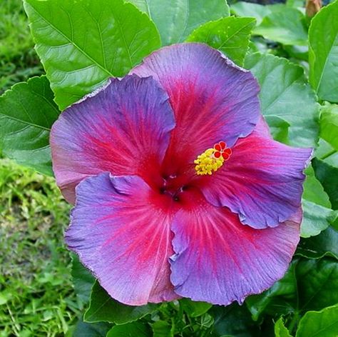 Big+Beautiful+Flowers | Beautiful big flowers wallpapers. Flower Science, Hibiscus Flower Drawing, Purple Hibiscus, Hibiscus Rosa Sinensis, Bonsai Flower, Hibiscus Plant, Blue Hibiscus, Hawaiian Flowers, Hibiscus Flower