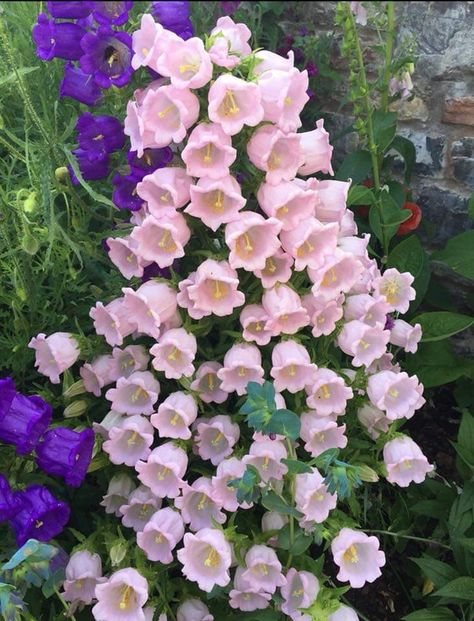 Canterbury Bells, Half Elf, Nothing But Flowers, Gorgeous Flowers, Witchy Things, Flower Therapy, Pretty Plants, Plant Art, Flower Farm