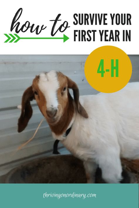 4h Goats, 4 H Clover, Volunteer Training, 4 H Club, Organized Mom, Fair Projects, Family Project, How To Survive, Mom Tips