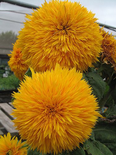 Sunflower ' Big Bear' | Flickr - Photo Sharing! Gardening 2023, Foto Macro, Growing Sunflowers, Pretty Plants, Flower Farm, Mellow Yellow, Flowers Nature, Cool Plants, Beautiful Blooms