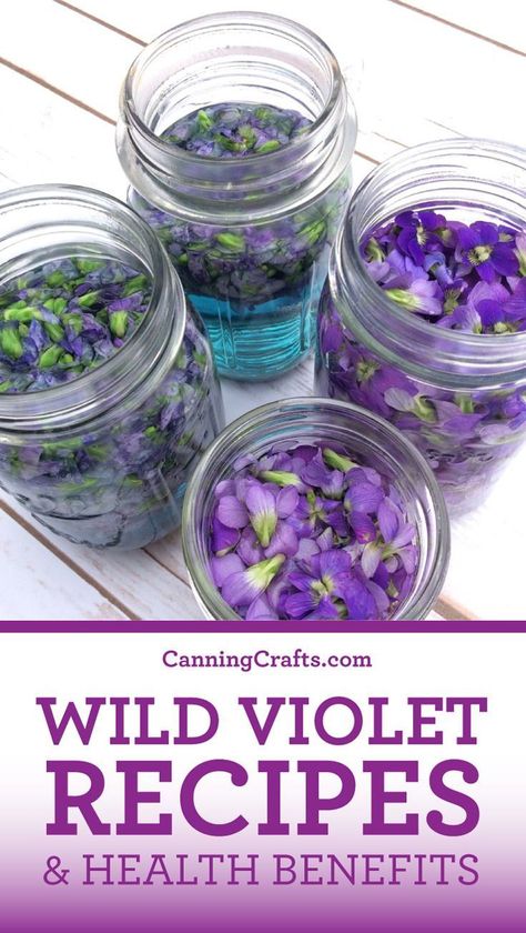 Infused Vinegar Recipes, Violet Jelly, Violet Lemonade, Violet Recipes, Vinegar Recipes, Medicinal Wild Plants, Wild Violets, Edible Flowers Recipes, Wild Food Foraging