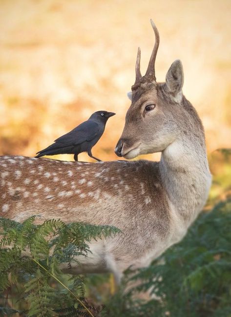 Deer Poses, Deer Drawings, Deer Photography, Wild Animals Photography, Deer Running, Deer Photos, Animals Photography, Wild Animals Pictures, Animal Study