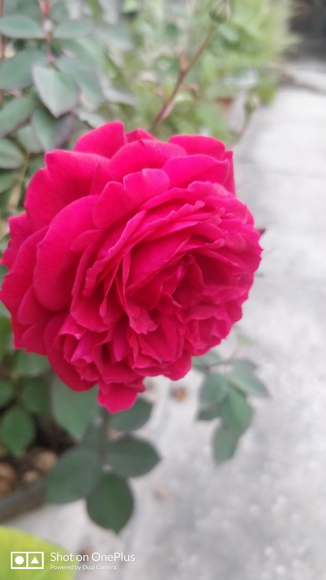 original desi rose :) Amazing Flowers, Red Rose, Red Roses, Desi, Plants, Flowers, Red, Pink, Quick Saves