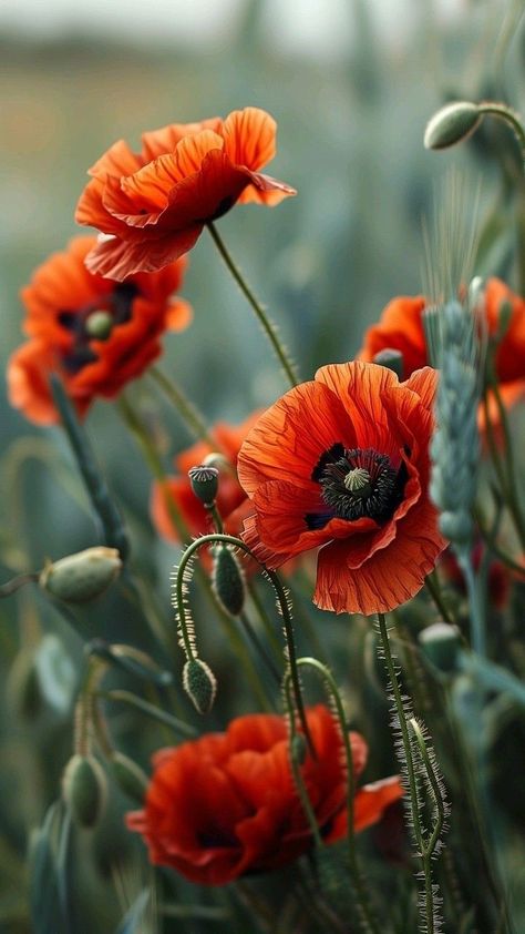 New Nature Wallpaper, October Flowers, Very Beautiful Flowers, Poppy Painting, Wallpaper Nature Flowers, Wonderful Flowers, Painting Art Lesson, Floral Prints Art, Beautiful Flowers Pictures