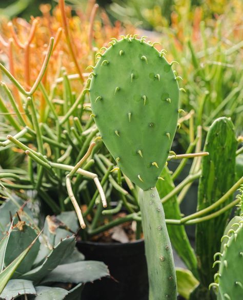 Opuntia or prickly pear cactus is one of our favorite cacti! 🌵 These full sun loving plants are a great addition to any collection. ☀️ Sun Loving Plants, Pear Cactus, Prickly Pear Cactus, Prickly Pear, Pear, Cactus, Sun, Plants, Instagram