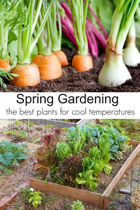 Spring Garden Vegetables, Spring Vegetable Garden, Vegetables To Plant, Garden Vegetables, Garden Veggies, Spring Vegetables, Spring Plants, Summer Vegetable, Food Garden