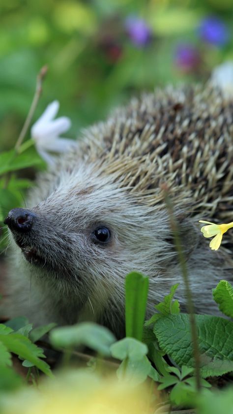 640x1136 Wallpaper urchin spines, grass, flowers--Um, that's a hedgehog Hedgehog Wallpaper Aesthetic, Heghogs Wallpaper, Hedgehog Standing, Hedgehog With Flowers, Hedge Hogs, Hedgehog Facts, Hedgehog Care, Pygmy Hedgehog, Hedgehog Pet