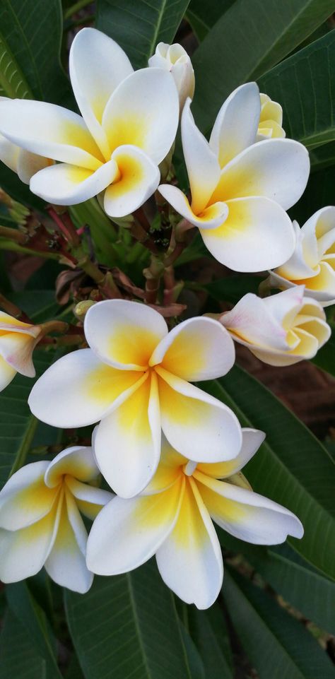 Bi-colour yellow and white Plumeria rubra. Frangipani trees in my South African garden. South African Flowers Tattoo, Plumeria Rubra Tree, South African Plants, African Flowers Tattoo, South African Garden Ideas, South African Gardens, Flowers South Africa, Tree With Yellow Flowers, Frangipani Tree