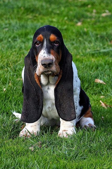 Annoyed Face, Basset Puppies, Bunny Food, Hound Dogs, Basset Hound Puppy, Hound Puppies, Blue Monday, Basset Hound Dog, Bassett Hound