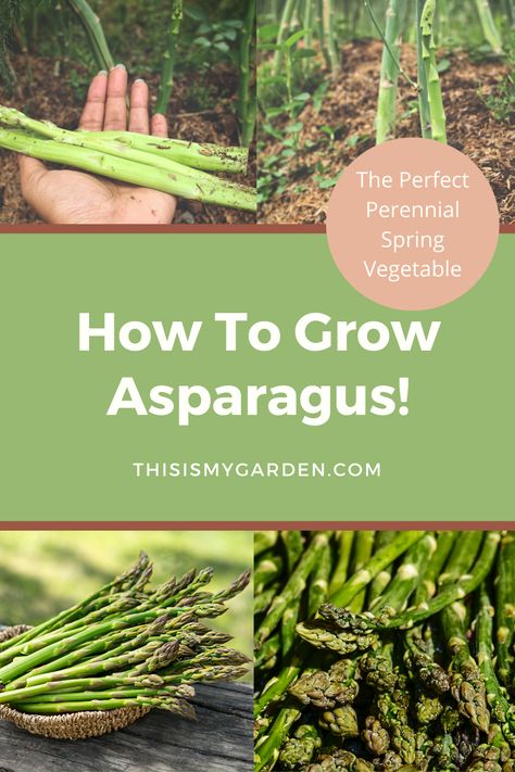 When To Plant Asparagus, Growing Asparagus From Seed, Harvesting Asparagus, Asparagus Garden, Grow Asparagus, Asparagus Seeds, Fast Growing Vegetables, Spring Perennials, Growing Asparagus