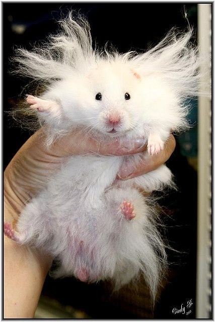 This hamster who shouldn’t have brushed out the curls. | Community Post: 18 Cute Animals Having A Worse Hair Day Than You Teddy Hamster, Cute Hamsters, Cute Animal Pictures, Hamsters, Sweet Animals, Animal Photo, 귀여운 동물, Animals Friends, Guinea Pigs