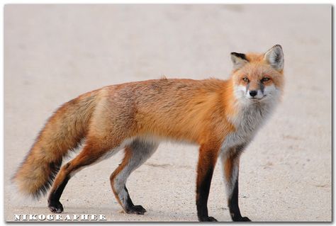 Red Fox checks the trail she has set  (4 of 9) by Nikographer [Jon], via Flickr Fox Animal Photography, Fox Full Body Photography, Animal Full Body Photography, Animals Full Body Photography, Monoprint Ideas, 100 Challenge, Fox Photography, Red Foxes, Vulpes Vulpes