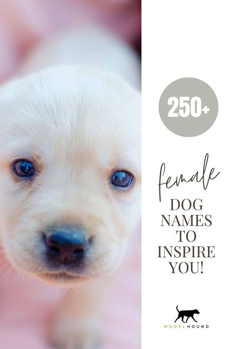 Spark your imagination with this mega list of female dog names, from creative and unique girl dog names to more common and classic. Female Dog Names Unique, French Dog Names, Tough Dog Names, Dog Names Unique, Boy Dog Names, Girl Dog Names, Female Dog Names, Names Unique, Puppy Names