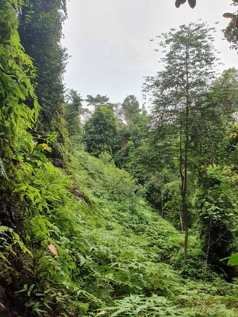 Bukit Timah, Nature Reserve, Singapore, Country Roads, Road, Nature