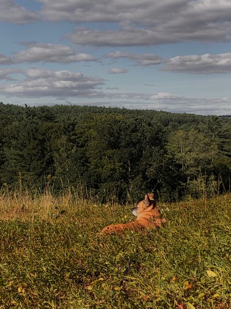 Dog In Field, Fall Field, Sun Aesthetic, Sun Dogs, Giant Dogs, Wheat Fields, Playlist Covers, Summer Mood, Depth Of Field