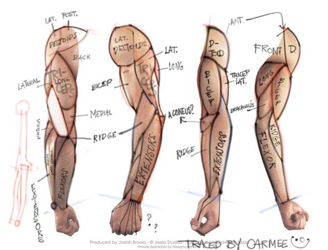 arm muscle map, needs corrections - Album on Imgur Arm Anatomy For Artists, How To Draw Muscles Arms, Muscle Arm Anatomy, How To Draw Arm Muscles, Arm References Muscle, Muscle Refrences, Arm Muscles Anatomy Reference, Arms Muscles Anatomy, Arm Muscles Reference