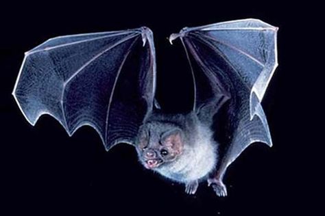 Check out my bat board... http://www.pinterest.com/just4cheri/batty/ Psychic Vampire, Bat Facts, Bat Photos, Bat Species, Animal Spirit Guide, Bat Flying, Animal Spirit Guides, Animal Guides, Vampire Bat