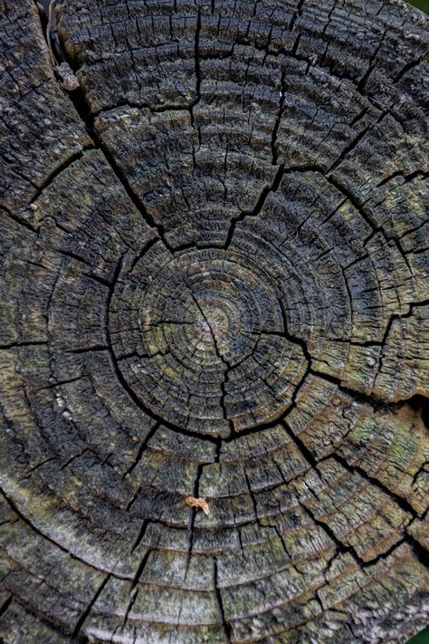 Tree Trunk Texture Photos, Download The BEST Free Tree Trunk Texture Stock Photos & HD Images Tree Trunk Texture, Tree Textures, Photos Hd, New Images, Textured Wallpaper, Hd Images, Textures Patterns, Aqua Blue, Free Photos