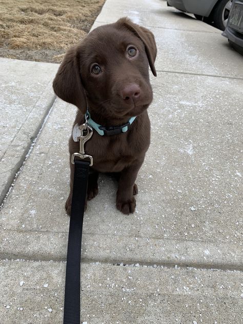 Puppy Chocolate Lab, Cute Chocolate Lab Puppies, Chocolate Labs Puppy, Chocolate Lab Aesthetic, Brown Lab Puppy, Brown Labrador Puppy, Chocolate Labrador Puppy, Brown Lab, Chocolate Lab Puppy