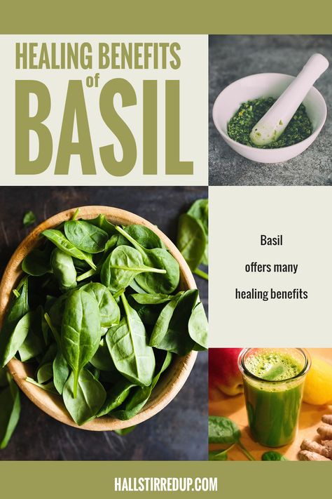 Medicinal Uses For Basil, Benefits Of Basil Tea, Benefits Of Basil Leaves, Basil Oil Benefits, Basil Medicinal Uses, Basil Tincture Benefits, Basil Tea Benefits, Uses For Basil, Basil Benefits