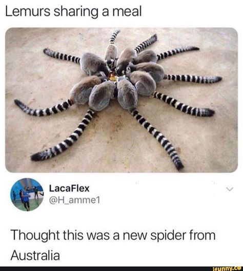 Lemurs sharing a meal Thought this was a new spider from Australia – popular memes on the site iFunny.co #showerthoughts #memes #lemurs #sharing #meal #thought #new #spider #australia #pic Forest And Wildlife, Animal Facts, Primates, Qingdao, Animal Photo, Memes Funny, Animal Memes, Funny Cute, Funny Images