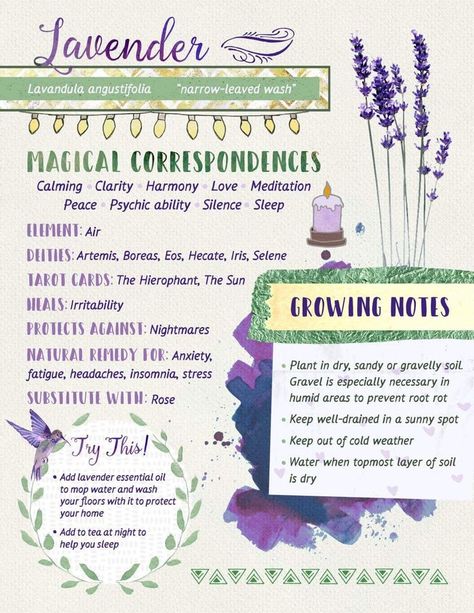 How do you use lavender in your rituals? Lavender is a Mercury/Air Herb that is most used in love, protection and sleep rituals. Here is a infographic on the magical correspondences of lavender and different ways to use it. Vision Boarding, Magickal Herbs, Witch Herbs, Magia Das Ervas, Green Witchcraft, Witch Garden, Grimoire Book, Magic Herbs, Under Your Spell