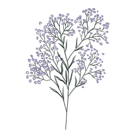 Baby's Breath Flower Drawing, Baby’s Breath Drawing, Baby's Breath Drawing, Purple Baby Breath, Big Head Baby, Spring Cartoon, Sketch Flower, Cartoon Purple, Drawing Baby