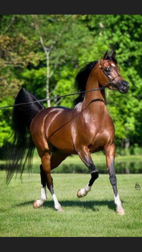 Arabic Horse, Egyptian Arabian Horses, Bay Stallion, Tattoo Horse, Elegant Horse, Arabian Stallions, Beautiful Horse Pictures, Beautiful Arabian Horses, Horse Wallpaper