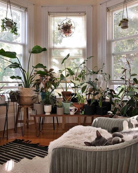 How cute is this?  Feet in the air and just admiring the little jungle.  Follow @sprigandwest for more jungle excitement!  by @beccampollock Bay Window Plant Ideas, Room Ideas Window, Bay Window Plants, Room Ideas Plants, Plant Nook, Bay Window Decorating Ideas, Cats Room, Bay Window Decor, Bay Window Treatments