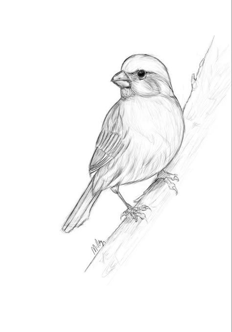 Birds Sketches Pencil Easy, Simple Bird Drawing Sketches, Sparrow Drawing Simple, Birds Drawing Pencil, Realistic Bird Drawings, Birds Illustration Drawing, Bird Sketch Realistic, Bird Sketch Easy, Sparrow Bird Drawing