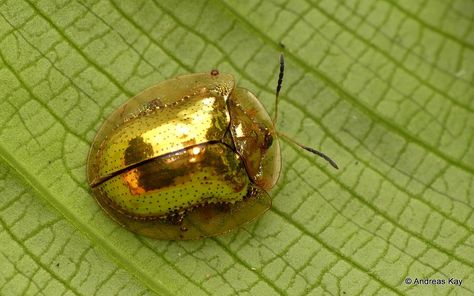 Bird Attack, Tortoise Beetle, Butterfly Chrysalis, Bird Strike, Cool Insects, Insect Collection, Cool Bugs, Beautiful Bugs, Creepy Crawlies