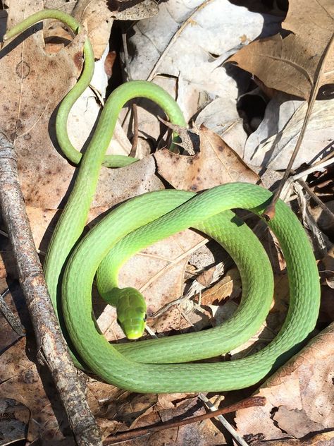 HeatherHillPhotography🖤 Rough Green Snake, Green Snake, Snakes, All Pictures, Green