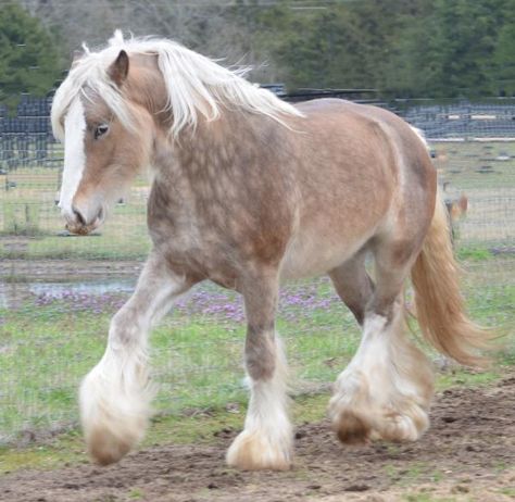 Horse With Fluffy Hooves, Romani Horse, Clysdale Horses, Horse Types, Tan Horse, Horse Hooves, Spotted Horse, Horse Reference, Silver Bay