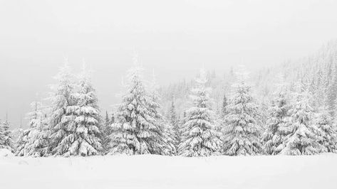 Snow Desktop Wallpaper Aesthetic, Winter Notion Cover, Winter Cover Photos Facebook, Snowy Aesthetic Wallpaper, Winter Macbook Wallpaper, Ipad Wallpaper Winter, Mouse Anatomy, Winter Wallpaper Ipad, Winter Wallpaper Laptop