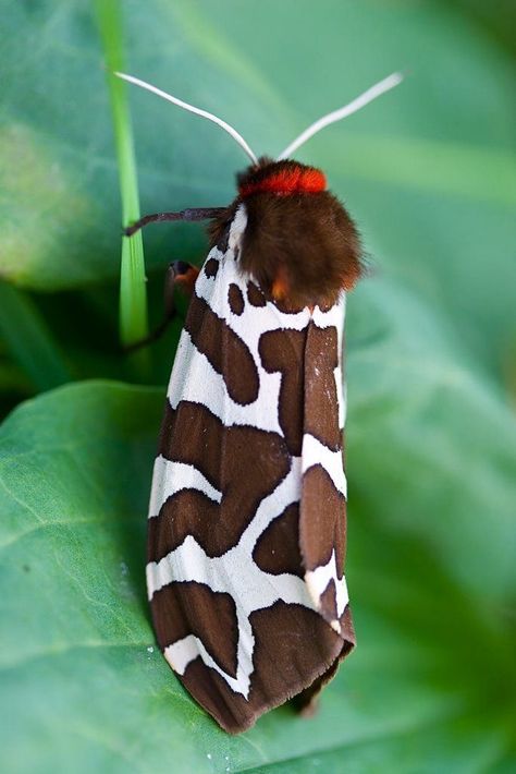 Garden Tiger Moth (Arctia caja) England Garden Tiger Moth, Colorful Moths, Cool Insects, Tiger Moth, Moth Caterpillar, Moth Art, Cool Bugs, Beautiful Bugs, Creepy Crawlies