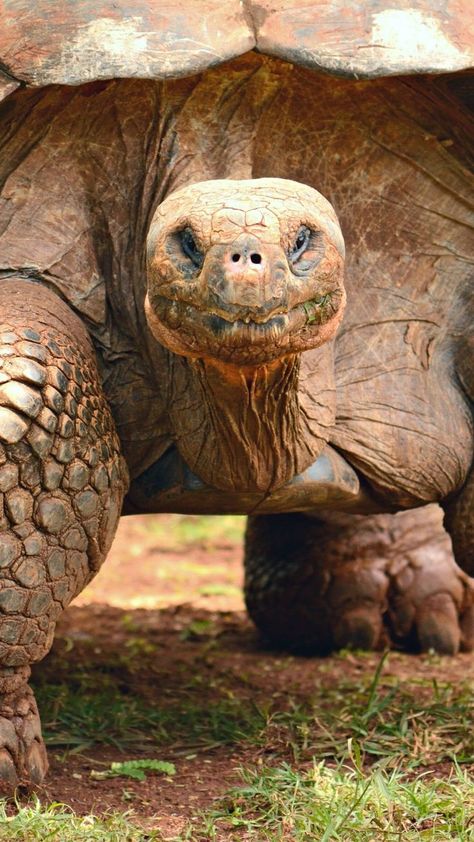 How long do Galapagos turtles live Galapagos Tortoise, Giant Tortoise, Tortoise Turtle, Galapagos Islands, Reptiles And Amphibians, Old Age, They Live, Amphibians, Long Life