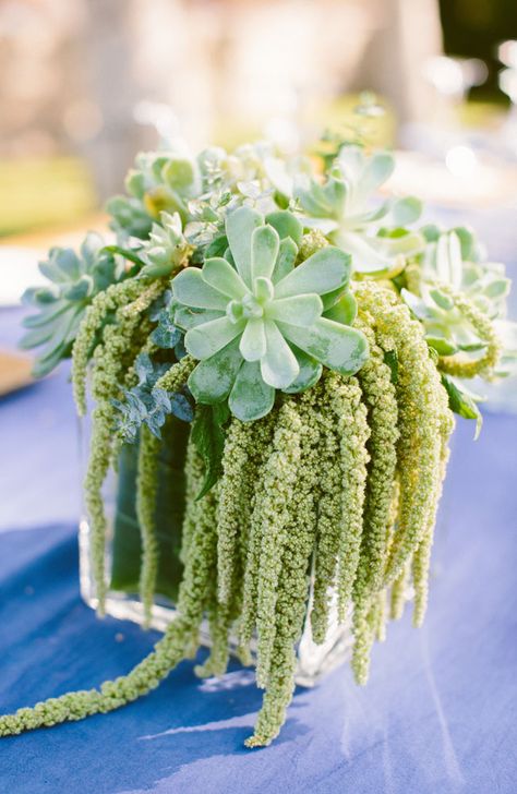 cactus outdoors decor dining reception rustic love table display | Ali + Jess | Cabo Mexico Wedding | Jenn Emerling Weddings Modern Wedding Centerpieces, Succulent Wedding Centerpieces, Expensive Flowers, Cascading Wedding Bouquets, Cactus Planta, Succulent Centerpieces, Unique Wedding Flowers, Simple Centerpieces, Wedding Floral Centerpieces