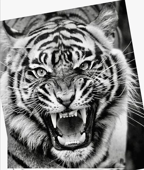 Tattoo Ideas For Black Men, Front Neck Tattoo, Tiger Sketch, Black Men Tattoos, Big Cat Tattoo, Angry Tiger, Side Neck Tattoo, Tattoo Design Tattoo, Tiger Images