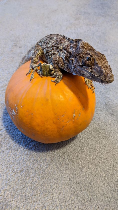 A little late for Halloween - But meet Guapo my Cuban False Chameleon who charms hearts any time of the year. #reptiles Cuban False Chameleon, False Chameleon, Chameleon Enclosure, Chameleon Tattoo, Gecko Terrarium, Cute Reptiles, Reptiles And Amphibians, Lizards, Gecko