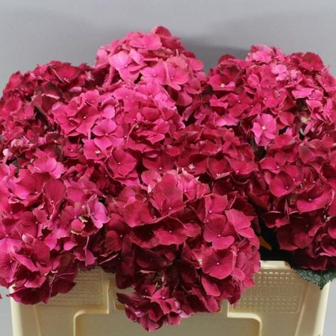 June Flowers, Flower Arrangements Wedding, Dutch Flowers, Red Hydrangea, Red Bouquet, Bouquets Wedding, Flower Guide, Hand Tied Bouquet, Flower Bucket