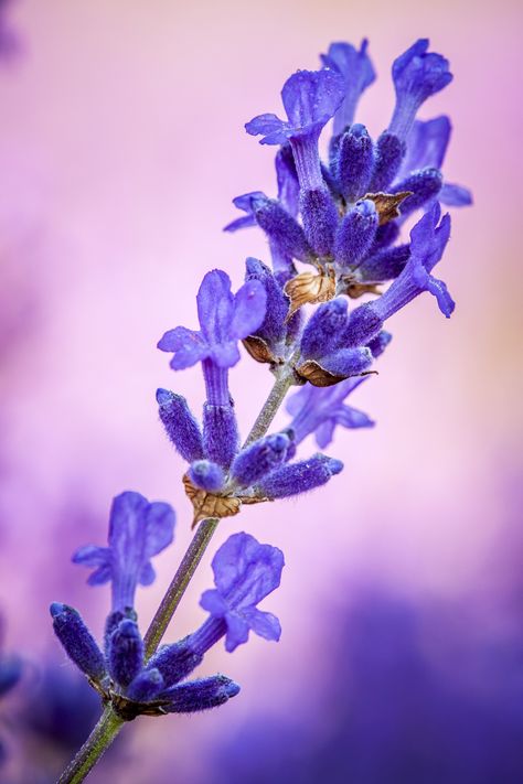 The Lavandula angustifolia (Lavender) and the hybrid Lavandula x intermedia (Lavandin) varieties are all extremely hardy in the UK. They prefer to grow in full sun, in free-draining soil that is neutral to slightly alkaline. See here for the differences between Lavender and Lavandin. English-grown plants are available from the … Lavender Uses, Lavender Products, Lavender Benefits, Grow Gorgeous, Lavender Bath, Lavender Garden, Lavender Plant, Dream Cottage, Lovely Lavender