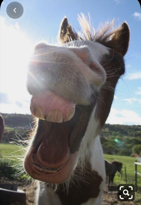 Hella Gabbert, Funny Horse Pictures, Smiling Animals, Funny Animal Images, Cute Horse Pictures, Funny Horses, Funny Horse, Cute Horses, Silly Animals