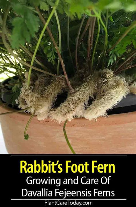 Rabbit Fern, Types Of Fern Plants, Safe House Plants, Water Ferns, Rabbit Foot Fern, Fern Care, Ferns Care, Ferns Garden, Rabbits Foot