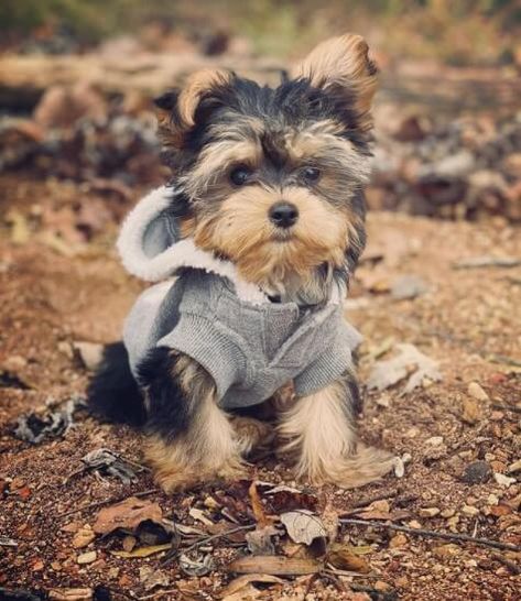 Male Yorkie Haircut, Yorkie Haircut Male, Male Yorkie Hairstyles, Male Yorkie Outfits, Royal Names For Boys, Morkie Haircuts, Best Male Names, Maui Hair, Male Yorkie