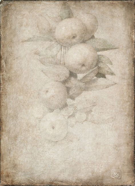 Victor Koulbak (Russian, born 1946) Title: Manzanas en rama sobre papel Medium: silverpoint Size: 32.5 x 24.5 cm. (12.8 x 9.6 in.) Drawing Fruits, Silverpoint Drawing, Art Articles, Master Drawing, Still Life Drawing, Botanical Drawings, Creative Drawing, Global Art, Drawing Prints