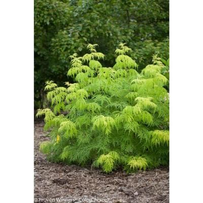 Lemony Lace Elderberry, Deer Resistant Plants, Short Plants, Plant Catalogs, Sloped Garden, Front Landscaping, White Plants, Low Maintenance Landscaping, Proven Winners