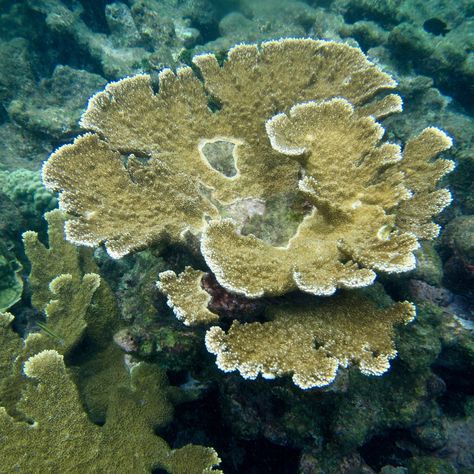 Elkhorn Coral Coral Horns, Elkhorn Coral, Horn Coral, Elk Horn, Saltwater Aquarium Fish, Sea Scape, Aquatic Garden, Marine Fish, Saltwater Aquarium