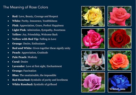 Flowers have a romantic language all their own, different flowers mean different things to different people. Roses are one of the most popular and beautiful flowers to give and receive, and even the colors signify different things, some of these I knew, some were a surprise, either way, it’s a fun way to learn about the colors of roses and what they mean. Blue Rose Meaning, Rose Color Meanings, Rose Meaning, Rose Colors, Red And White Flowers, Flower Meanings, Color Meanings, Aura Colors, Language Of Flowers